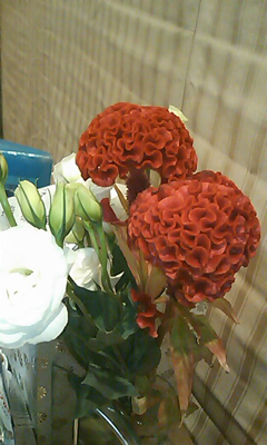 2531029f.jpg