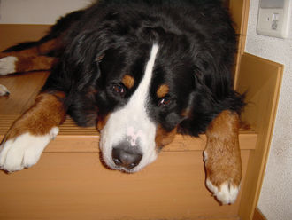 DSC00009