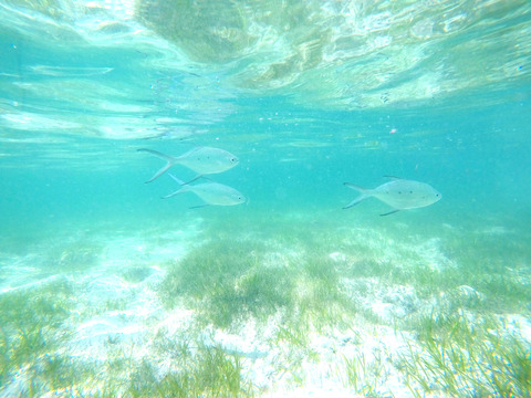 GOPR0070