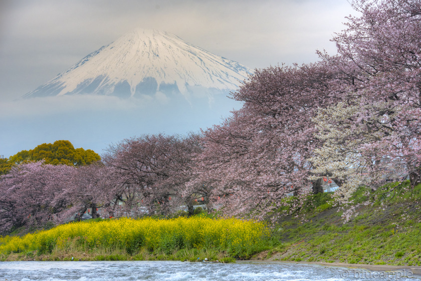 ●『桜と富士山』●がんどうあつし写真撮影・編集落款サイン入り20枚限定A4額装品 ○『桜と富士山』○がんどうあつし写真撮影・編集落款サイン入り