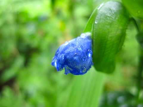 雨