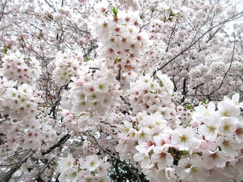 満開