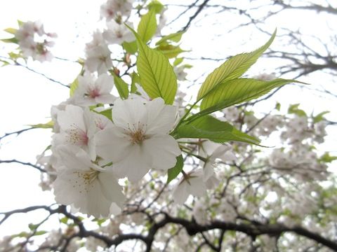 涼やかに