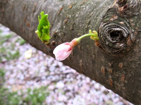 芽生え