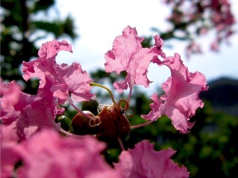 夏の炎