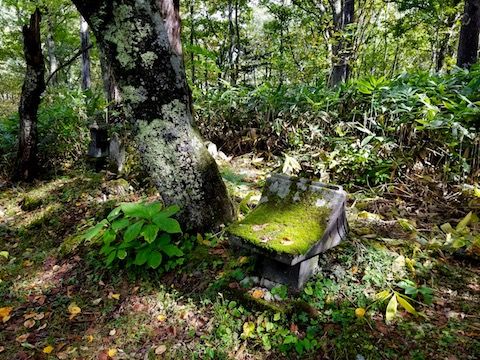 木漏れ陽