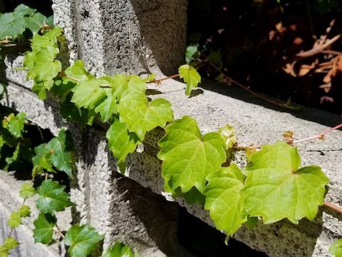 つたって