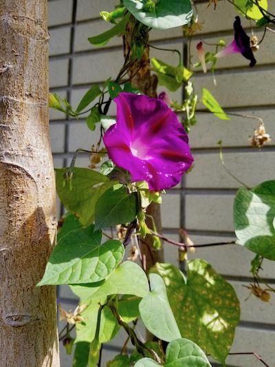 明日の方へ