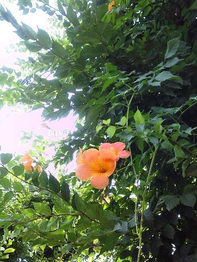 夏の朝