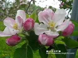 20110529yoichi2