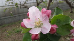 110507小布施屋開花2