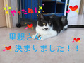 BlogPaint