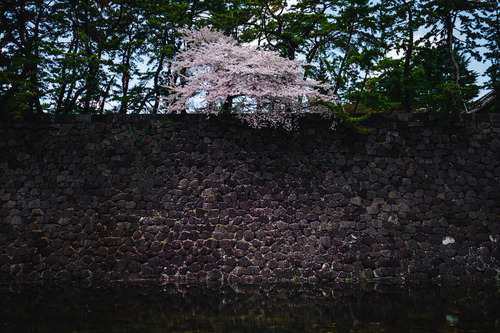 DSCF2441