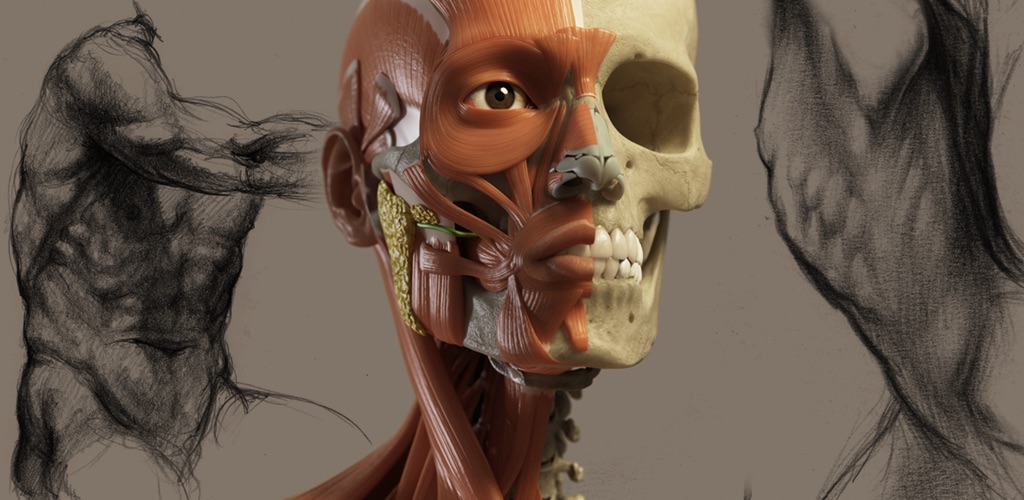 体の筋肉や骨格の詳細が見れる、漫画家や画家向けのMac/iOS人体模型アプリ「アーティストのための3D解剖学的構造」シリーズがリリース。 | AAPL  Ch.