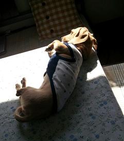 oinu1