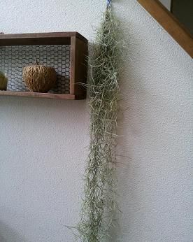 airplants