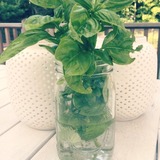 basil-party