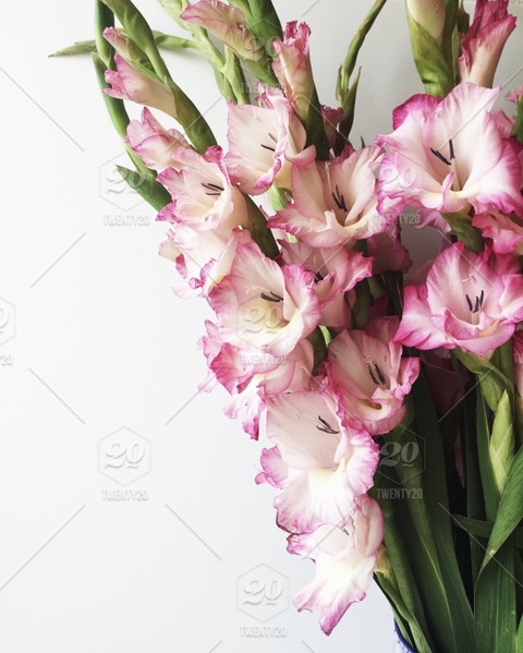 gladiolus