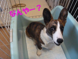犯人ー1