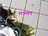かばんを噛んでます。