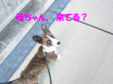 来てる?