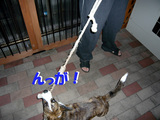 んがー