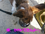 水を飲んでます。