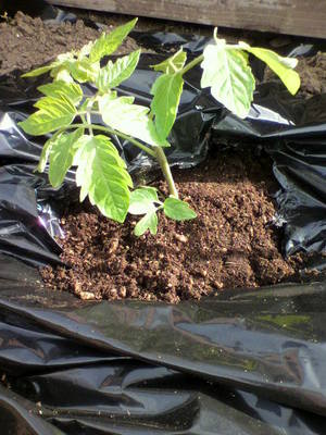 2010051607430000