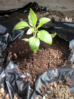 2010051607430004