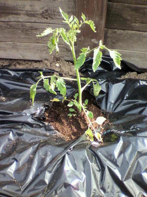 2010051607430003