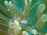 guam710gab3