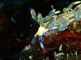 guam825umiushi