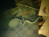 guam923cormoran1