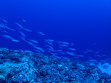 guam827mure1
