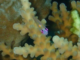 guam710gab2