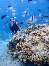 guam512vel7