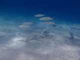 guam422intro3