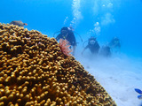 guam830hahadiver2