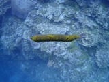 guam101unko2