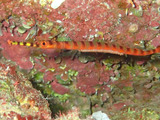 guam503oiran