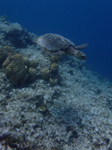 guam418val1