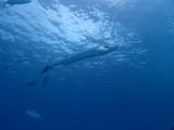 guam807barracuda