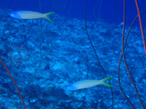 guam417bh1
