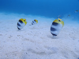 guam329intro1