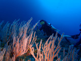 guam826coral