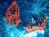 guam831red