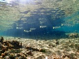 guam830cem3