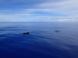 guam817kujira1