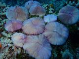 guam824kusabiraishi