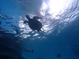 guam602intro3